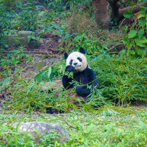 台北動物園のパンダの写真