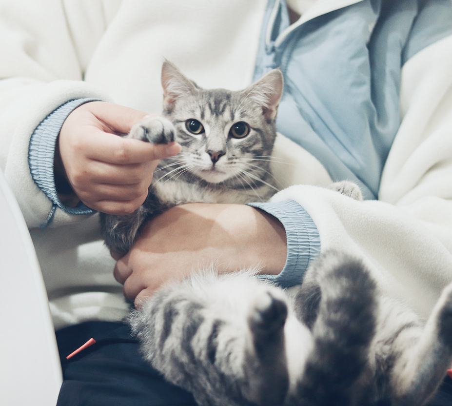 猫の画像