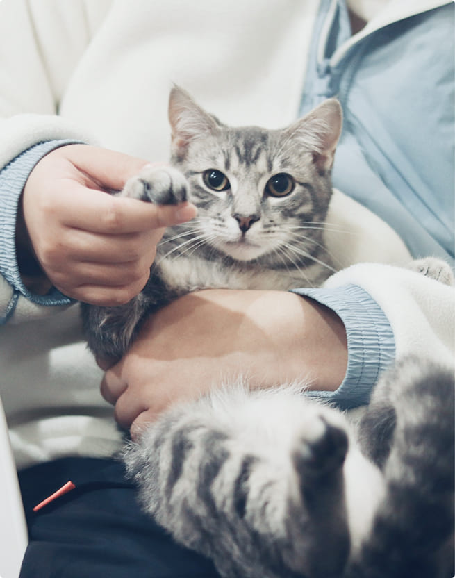 猫の画像