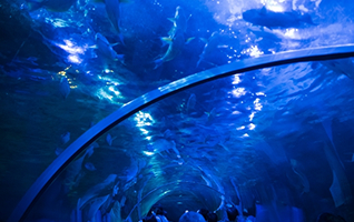 魚の画像