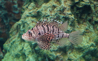 魚の画像