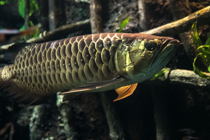 生き物の画像