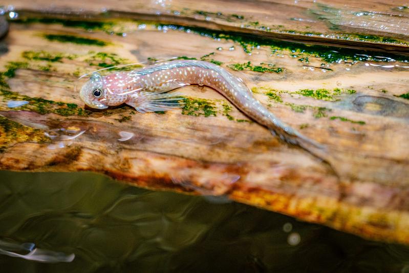 生き物の画像