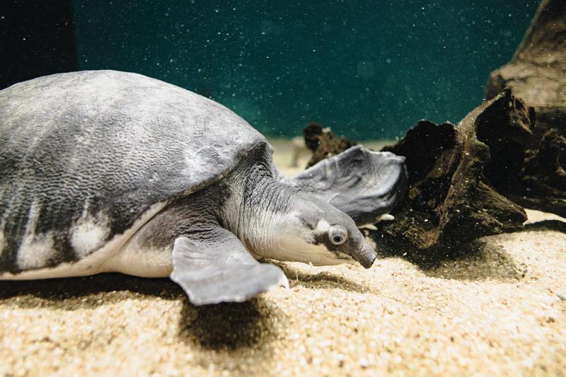 生き物の画像