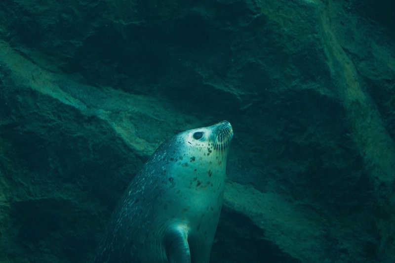 生き物の画像