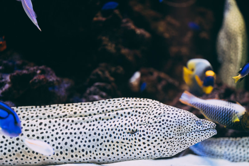 生き物の画像
