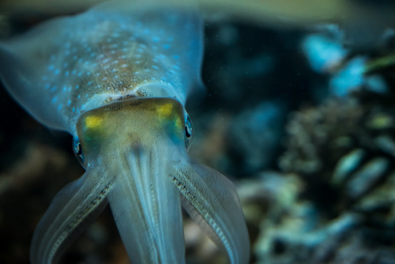 生き物の画像