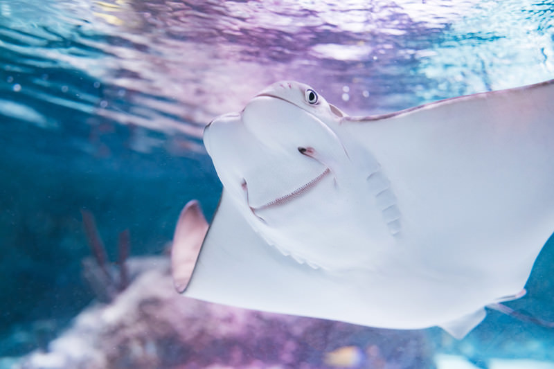 生き物の画像