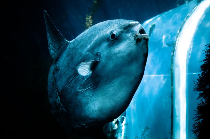 生き物の画像