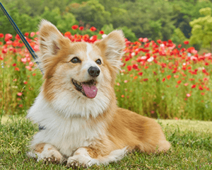 犬の散歩