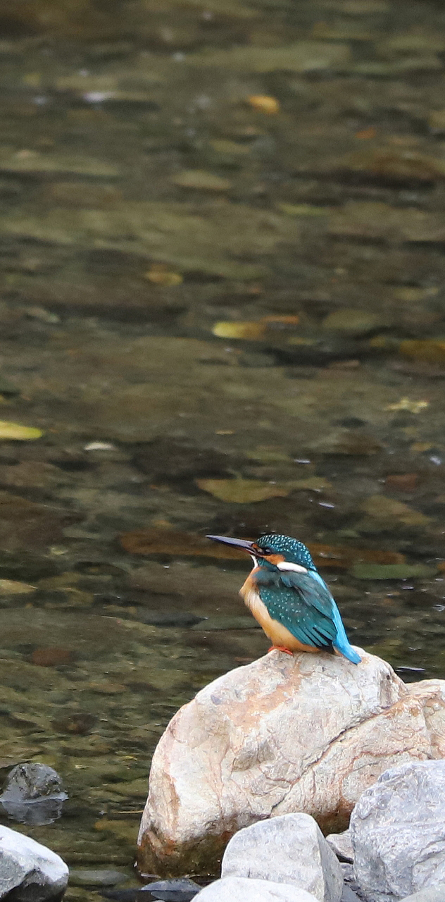 カワセミと川