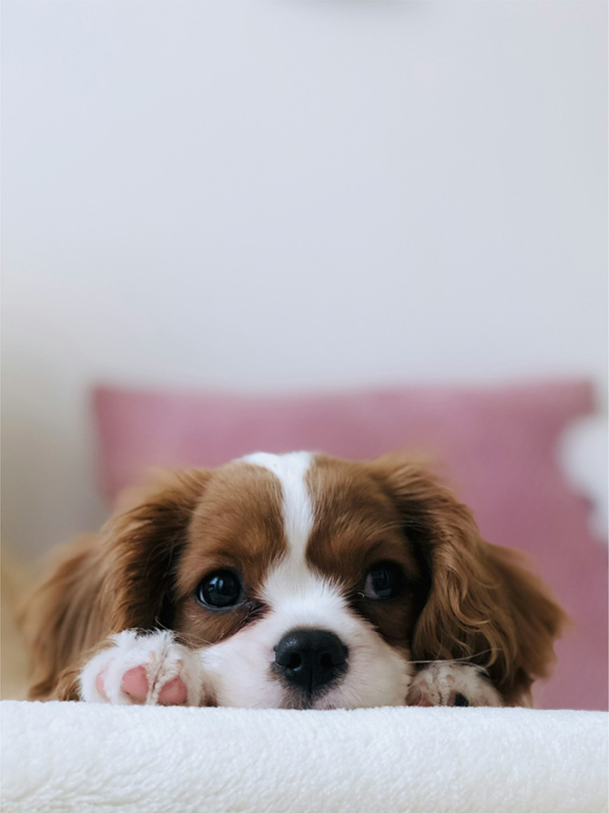 犬の写真