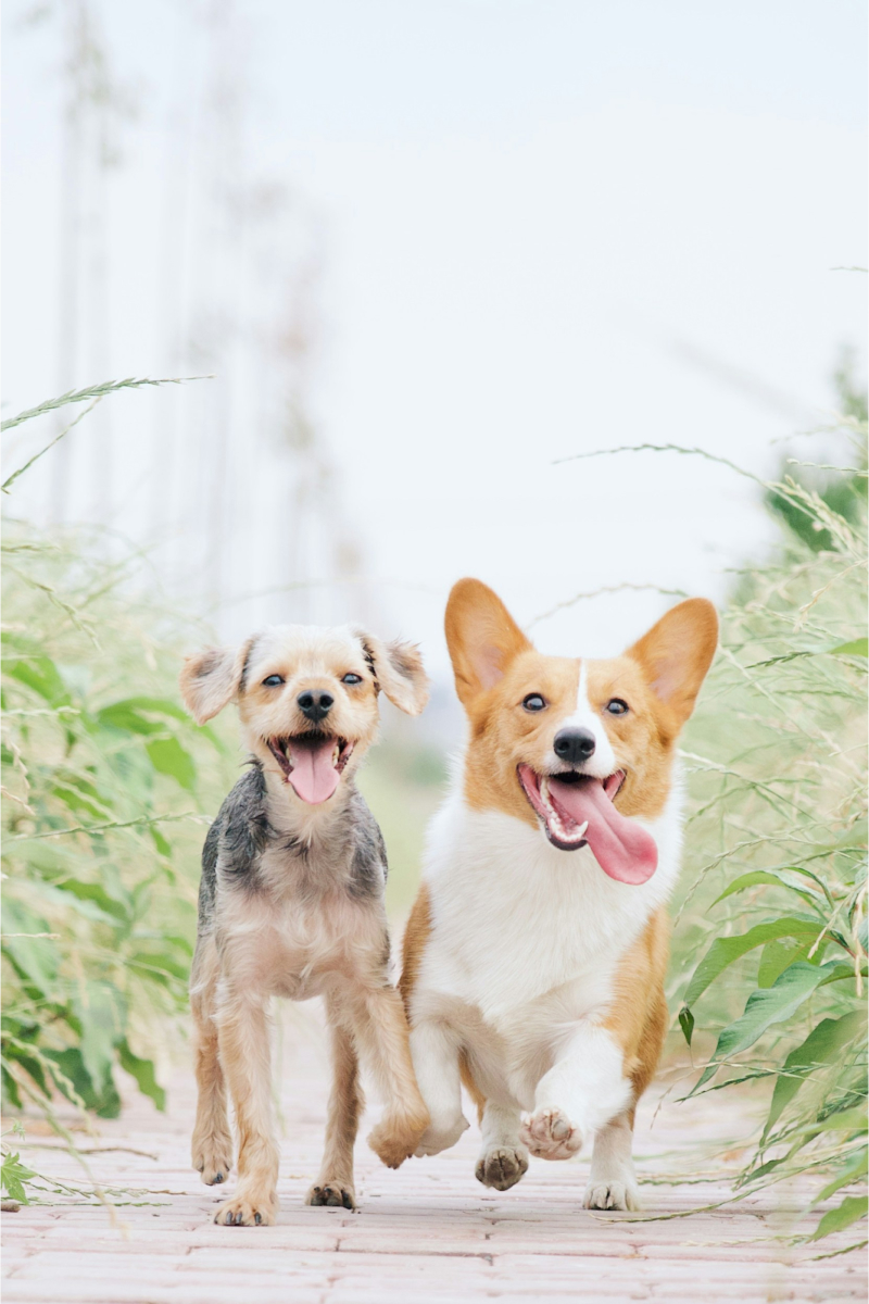 犬の写真