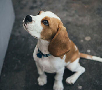 犬の写真