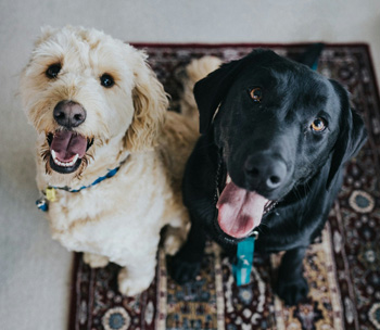 犬の写真