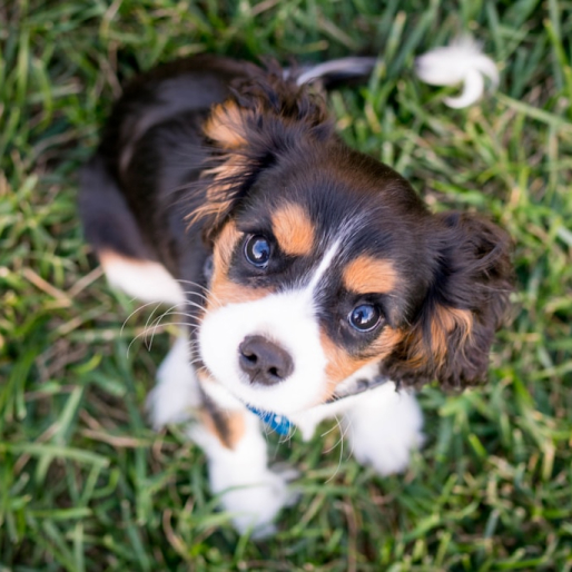 犬の写真