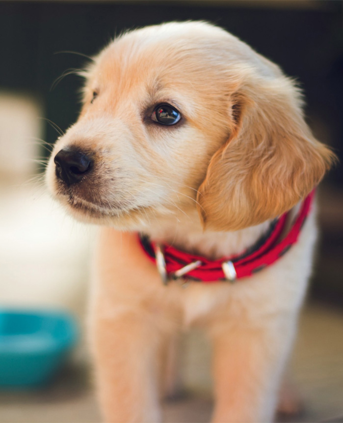 犬の写真