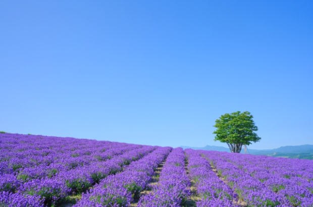 北海道ツアー画像