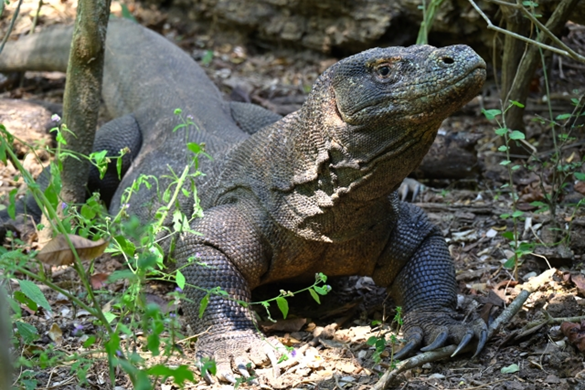 コモドオオトカゲ