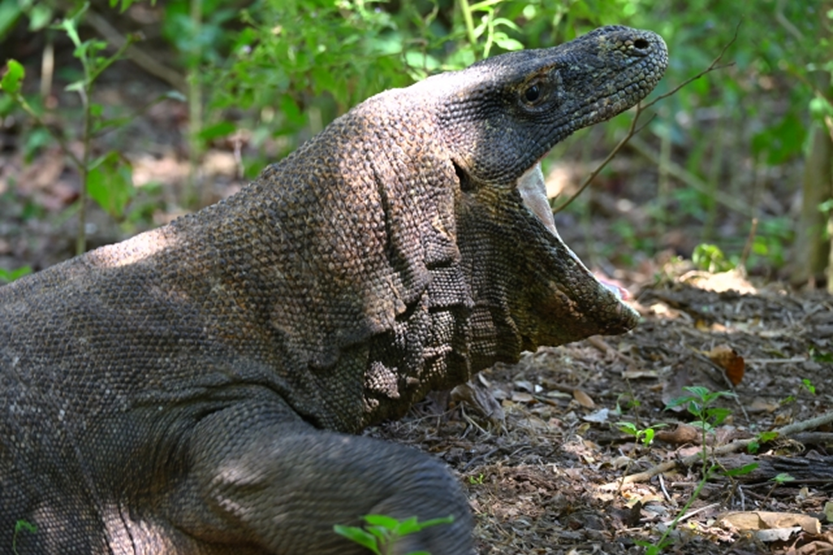 コモドオオトカゲ