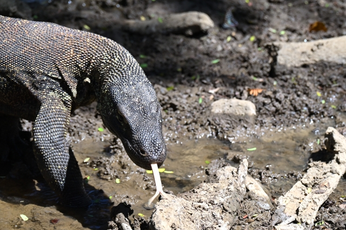 コモドオオトカゲ