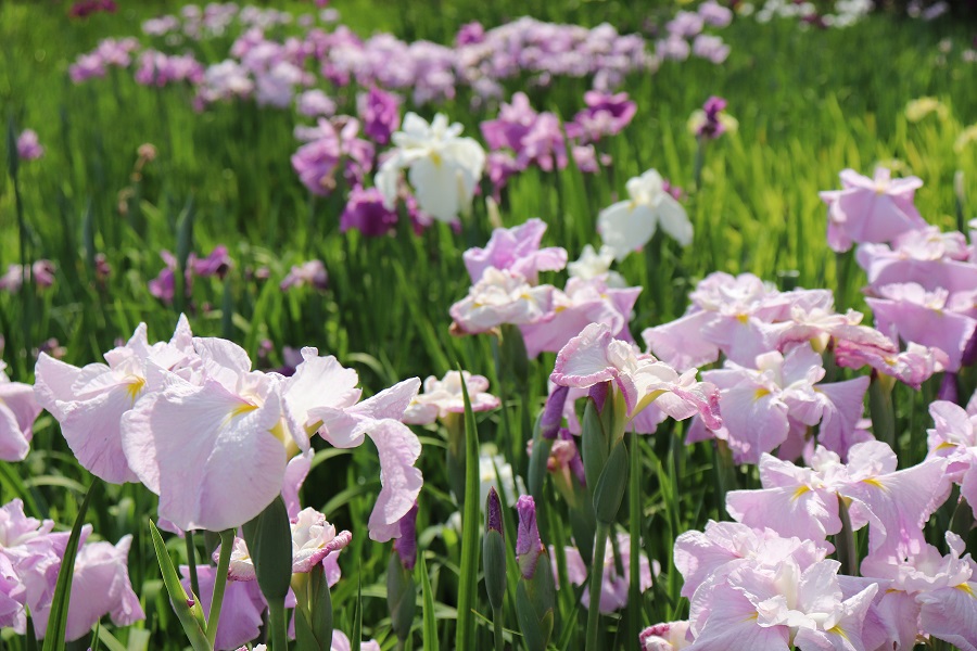 小國神社の花菖蒲